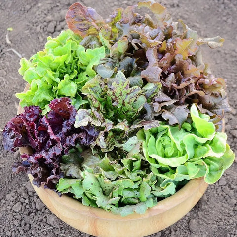 Autumn Lettuce Mix — Red & Green Leaf Blend (Certified Naturally Grown, 1/3 lb)