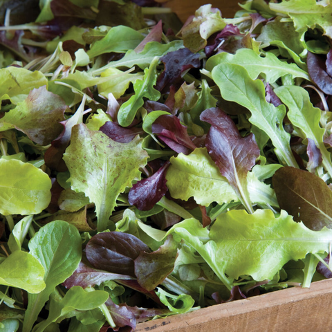 A mix of baby green and red leaf lettuce