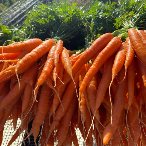 Certified Naturally Grown carrots with vibrant color and crisp texture