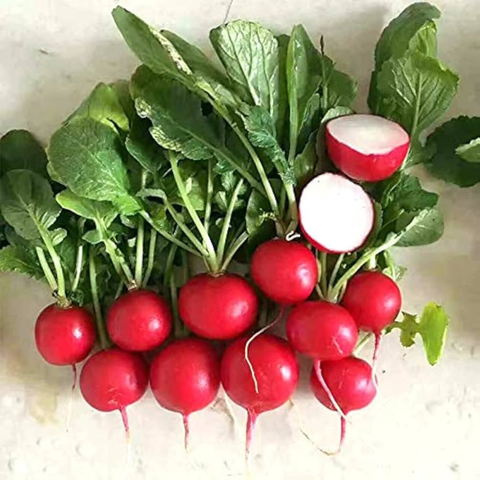 Bright cherry radishes, crisp and peppery, from Sandys Way Microfarm