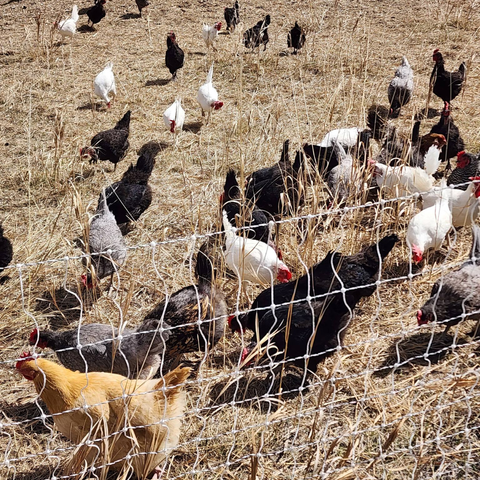Free-range chickens in a fenced area with dry grass