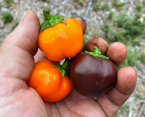 Handful of colorful Sweet Snacker Peppers
