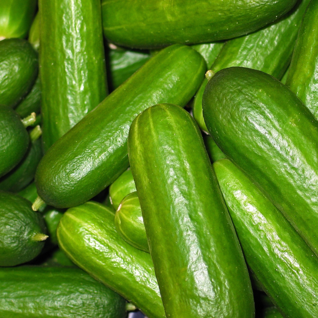 Fresh Cucumbers - Crisp & Sweet – Sandys Way Microfarm