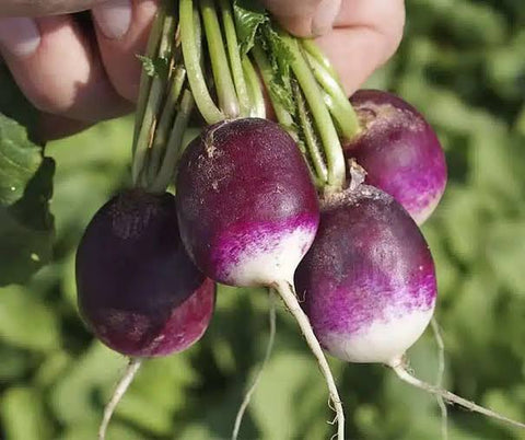 Purple Top Radishes — Fresh Bunch (Certified Naturally Grown)