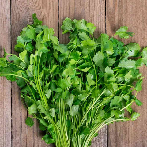 Locally grown Cilantro from Sandy's Way Microfarm