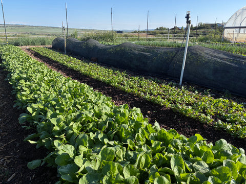 The Why Behind Our Farm