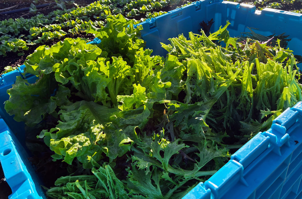 Community Harvest Hub