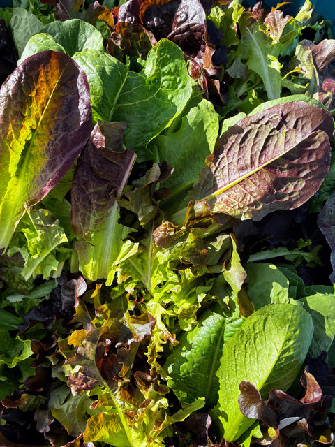 Summer Crisp Lettuce Mix (Fresh-Cut, 1/3 lb)