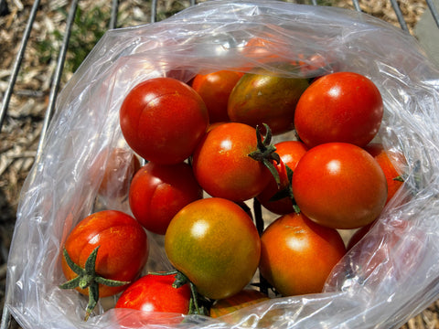 Sweet Cherry Tomatoes — Sun-Ripened, Pint (Certified Naturally Grown)
