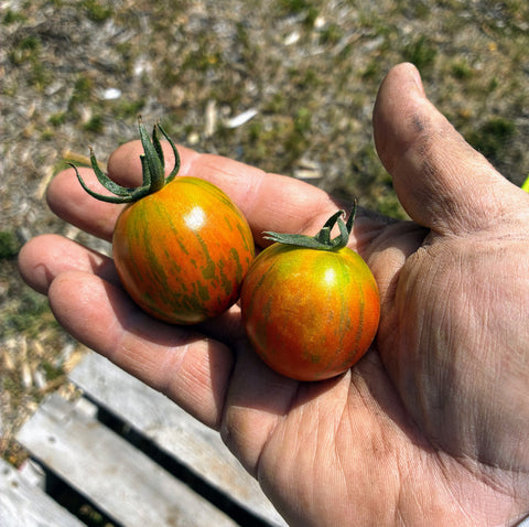 Striped Cocktail Tomatoes — Sun-Ripened, 12 oz (Certified Naturally Grown)