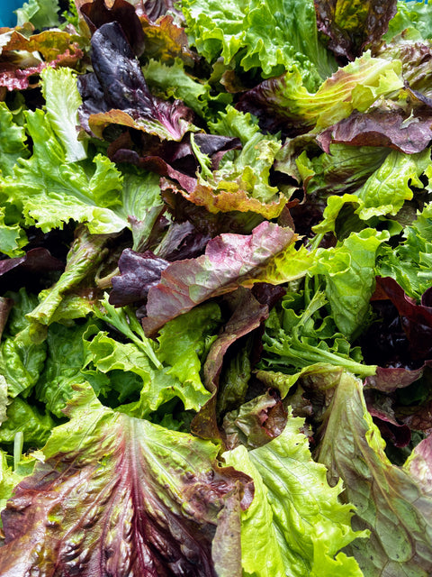 Autumn Lettuce Mix — Red & Green Leaf Blend (Certified Naturally Grown, 1/3 lb)