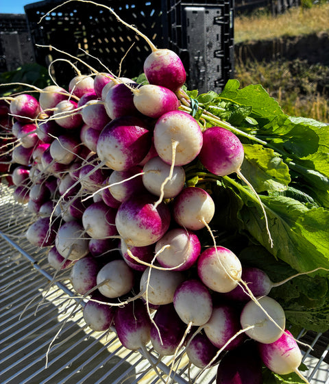 Purple Top Radishes — Fresh Bunch (Certified Naturally Grown)