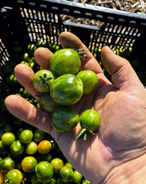 Green Cherry Tomatoes — End of Season (Certified Naturally Grown, 1 lb)