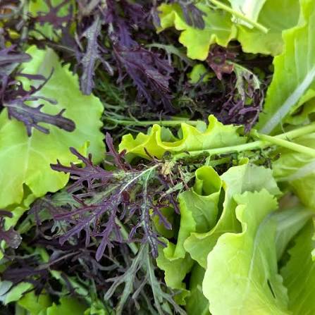 Sandy's Mix — Fresh-Cut Salad Blend (Certified Naturally Grown, 1/3 lb)