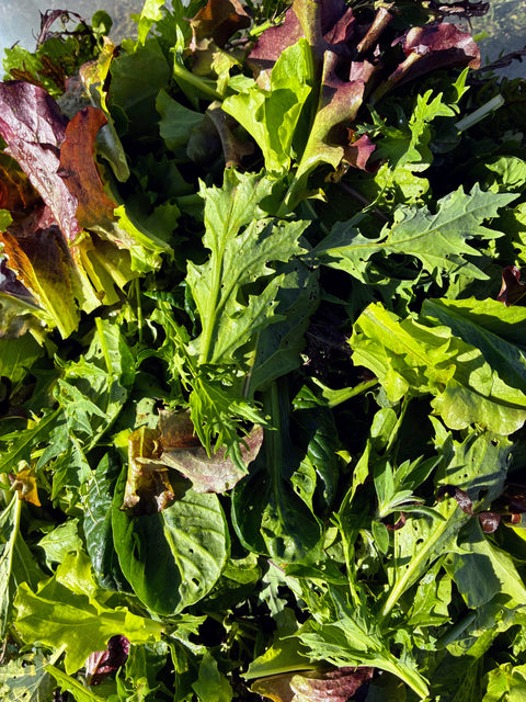 A mix of green and red salad