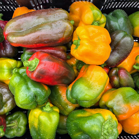 Rainbow mixed bell peppers in four colors, locally grown at Sandys Way Microfarm