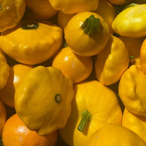 Whimsical patty pan squash with tender flesh, locally grown at Sandys Way Microfarm
