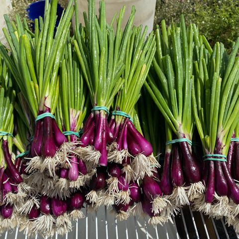 Purple Scallion