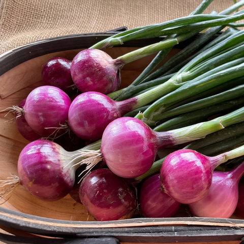 Mini red onions with stems
