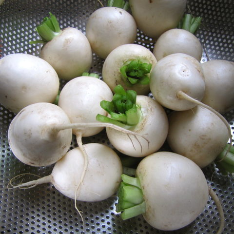 Organic salad turnips, perfect raw or roasted, locally grown