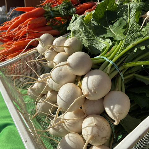 Crisp salad turnips harvested fresh at Sandys Way Microfarm