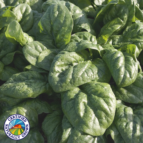 Leafy green spinach