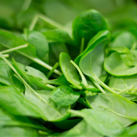 Fresh baby spinach leaves, nutrient-rich, from Sandys Way Microfarm