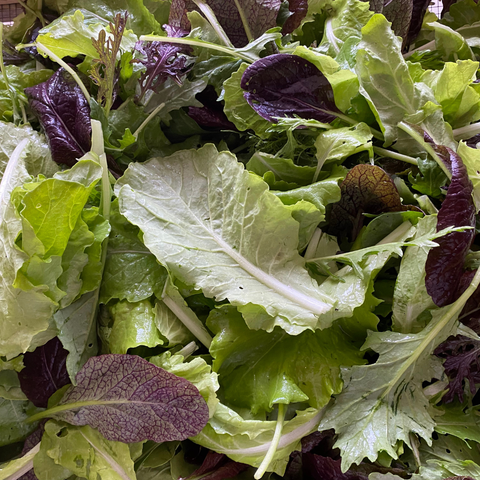 Tender mix baby lettuce and spring greens from Sandys Way Microfarm