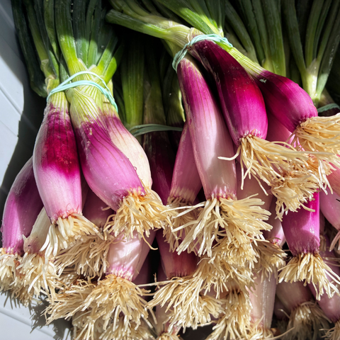 Italian heirloom Torpedo onions, locally grown at Sandys Way Microfarm