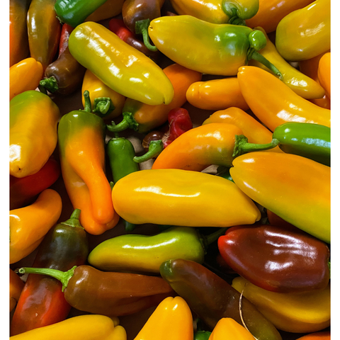 Sweet Delite Peppers