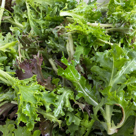 Summer Crisp Lettuce Mix